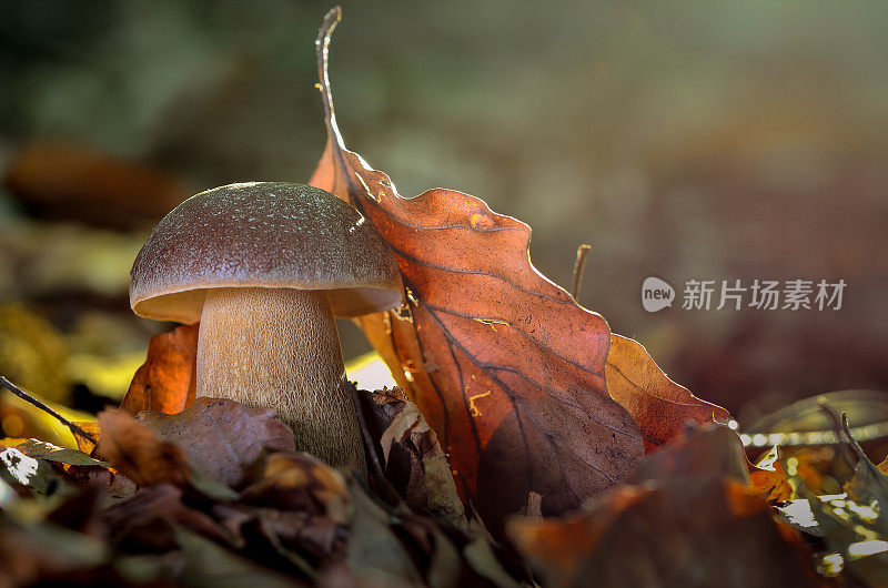 Boletus edulis（牛肝菌、cep、Steinpilz 或便士包子蘑菇）